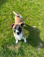 Adopter  chien : Roméo