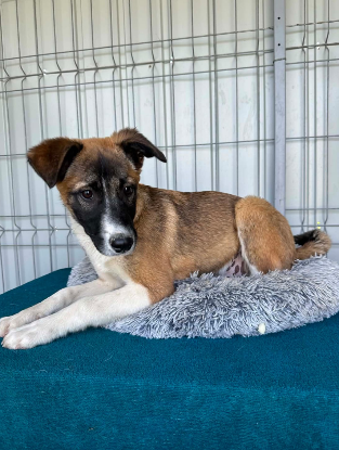 Adopter Roméo