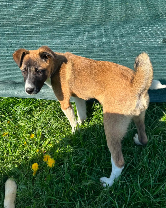 Adopter Roméo