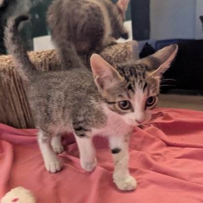 Adopter Blindalys