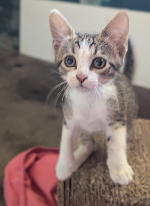 Adopter Blindalys