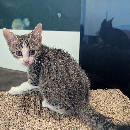 Adoption Blindalys