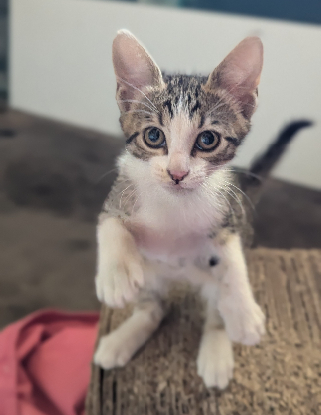 Adopter Blindalys