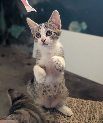 Adoption Blindalys