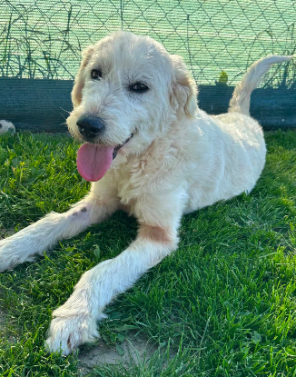 Adopter Nova