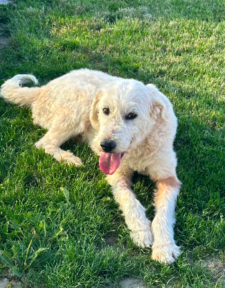 Adopter Nova