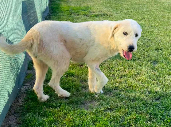 Adopter Nova