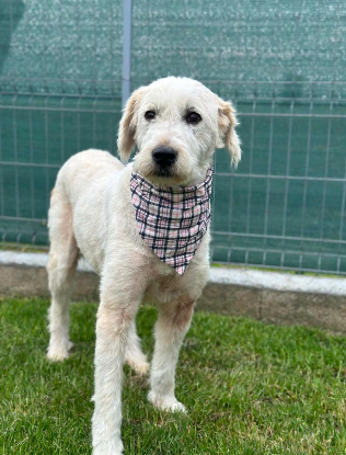 Adoption Nova