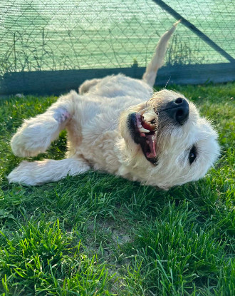 Adoption Nova