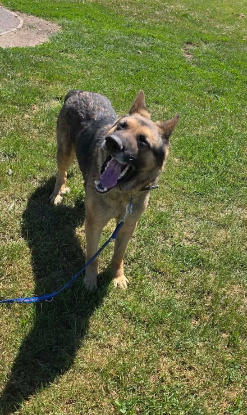 Adopter Kaiser