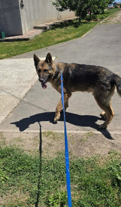 Adopter Kaiser