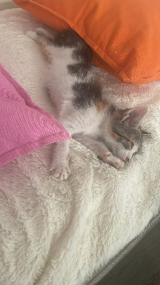 Adopter Trinité