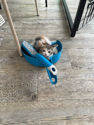 Adopter Trinité