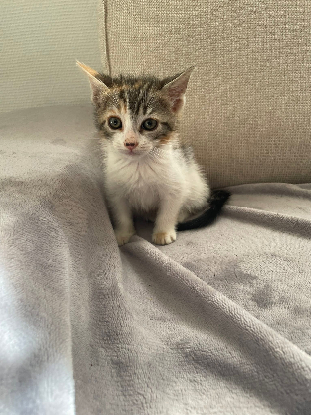 Adoption Trinité