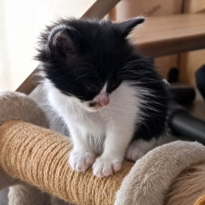 Adopter Cassis