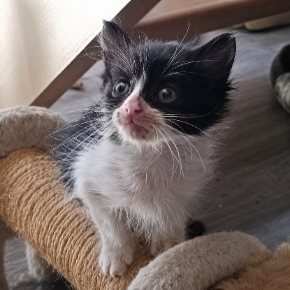 Adopter Cassis