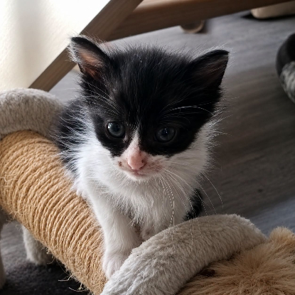 Adopter Cassis