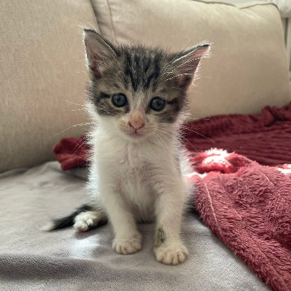 Adopter Ferdinand