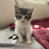 Ferdinand