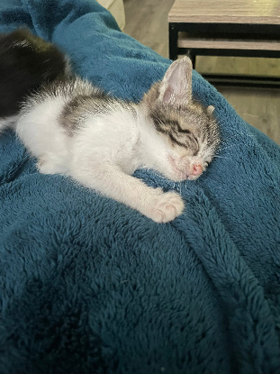 Adopter Ferdinand