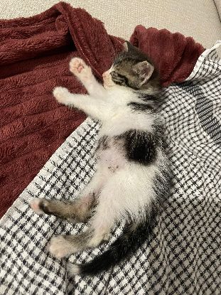 Adopter Ferdinand