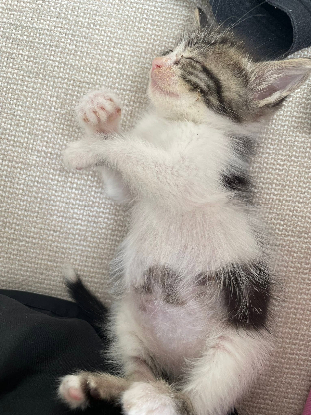 Adoption Ferdinand
