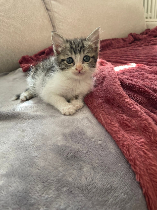Adoption Ferdinand