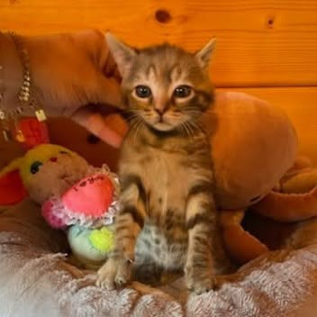Adopter Gabine