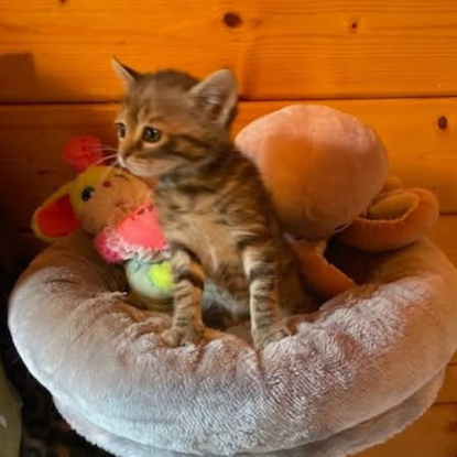 Adopter Gabine
