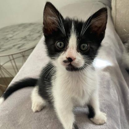 Adopter Augustin