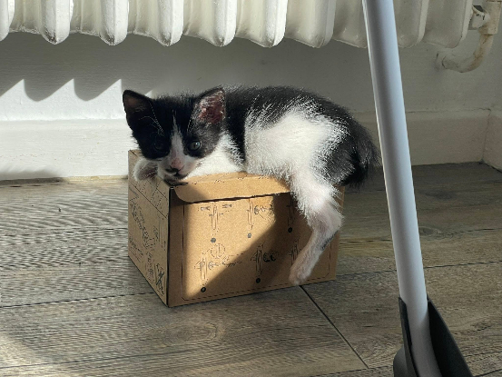 Adopter Augustin
