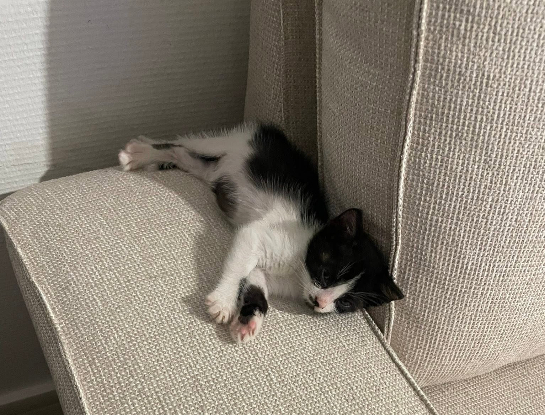 Adopter Augustin