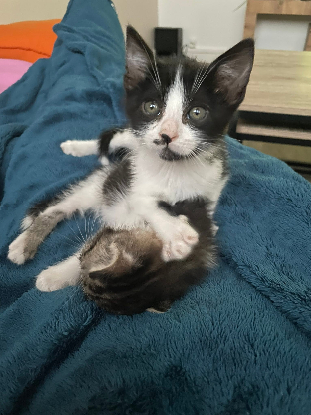 Adoption Augustin