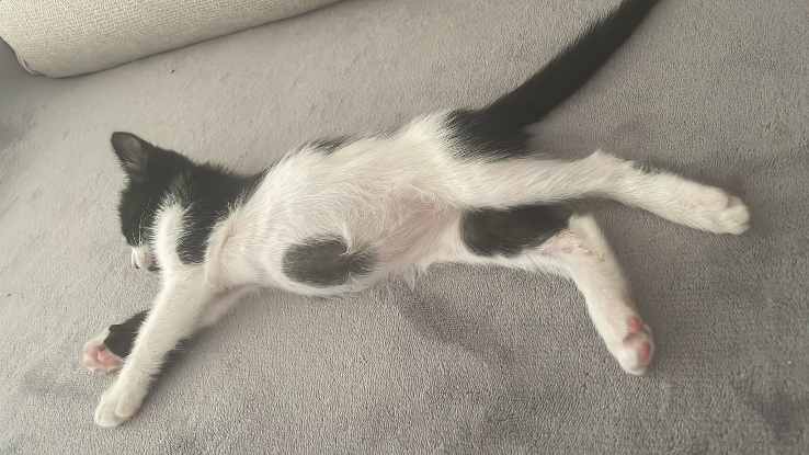 Adoption Augustin