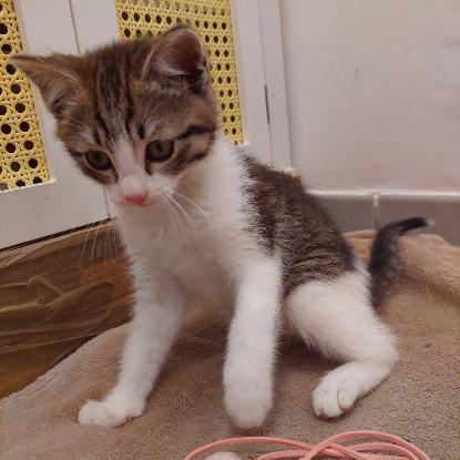 Adopter Chouchou