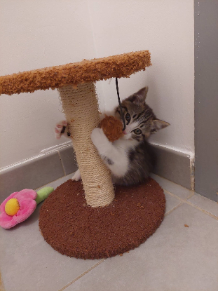 Adopter Chouchou