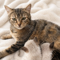 Adopter  chat : Mamounette