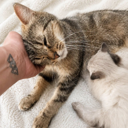 Adopter Mamounette