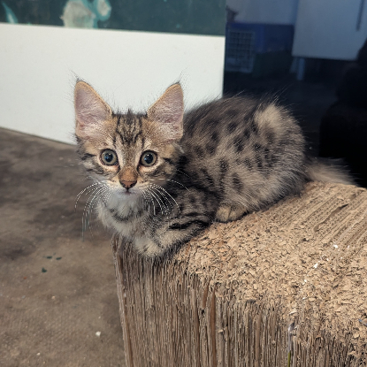Adopter Blizzi