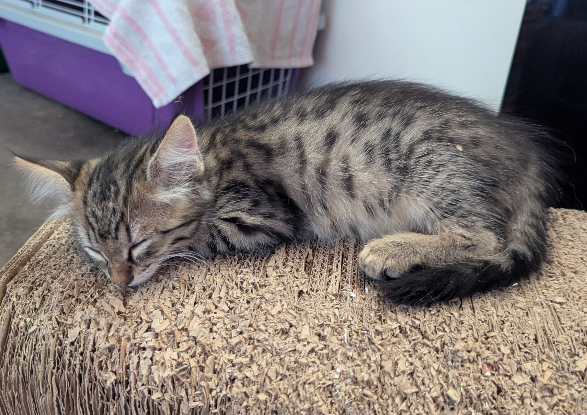 Adopter Blizzi