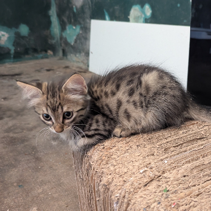 Adopter Blizzi