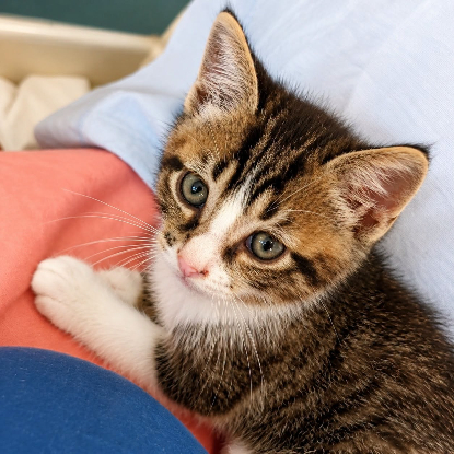 Adopter Piment
