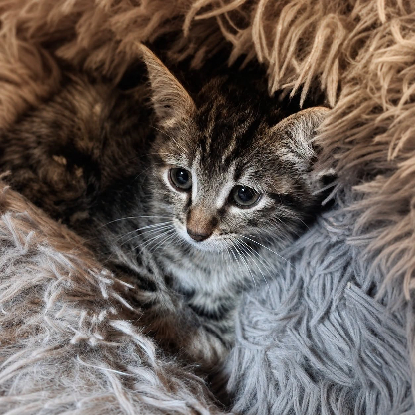 Adopter Tobby