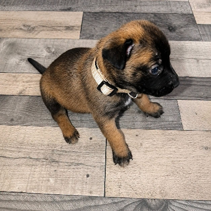 Adopter Bulle