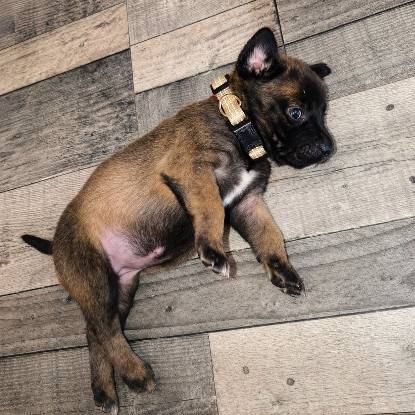 Adopter Bulle