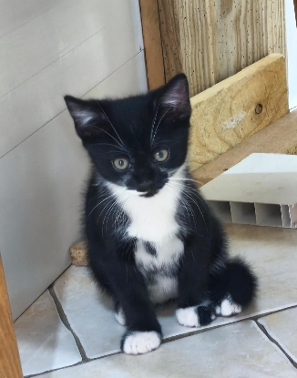 Adopter Birdie