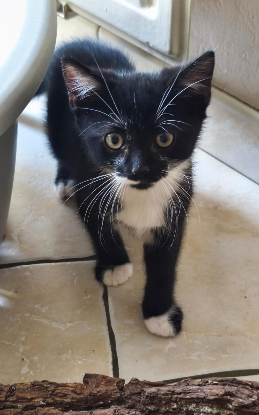 Adopter Birdie