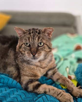 Adopter Balthazar