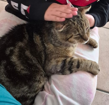 Adopter Balthazar