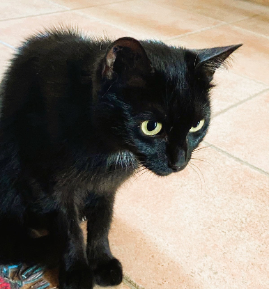 Adopter Ava